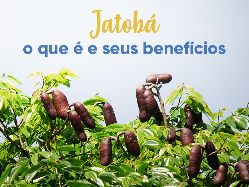 Jatob: O que  e seus benefcios